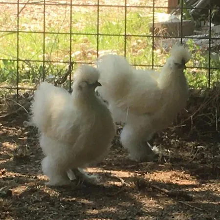 Il Podere Con San Bernardo, Alpaca E Pentola Di Cose Da Scoprire Farm stay Vedelago (Treviso)