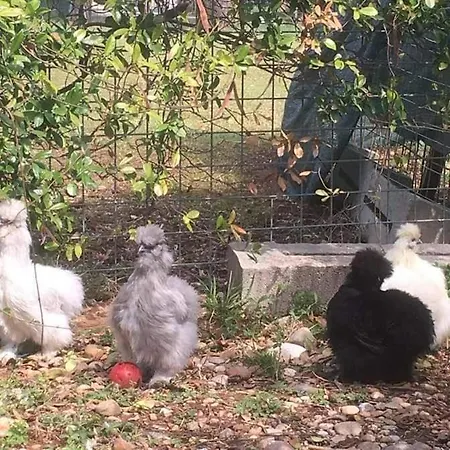 Il Podere Con San Bernardo, Alpaca E Pentola Di Cose Da Scoprire Farm stay