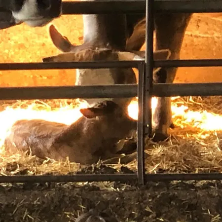 Il Podere Con San Bernardo, Alpaca E Pentola Di Cose Da Scoprire
