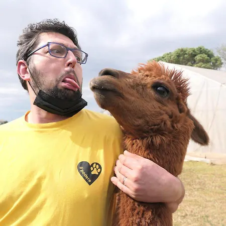 Il Podere Con San Bernardo, Alpaca E Pentola Di Cose Da Scoprire Vedelago (Treviso)