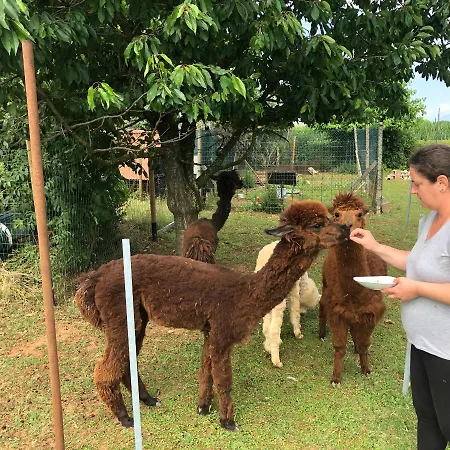 Il Podere Con San Bernardo, Alpaca E Pentola Di Cose Da Scoprire * Vedelago (Treviso)