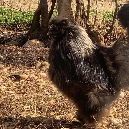 Il Podere Con San Bernardo, Alpaca E Pentola Di Cose Da Scoprire * Vedelago (Treviso)