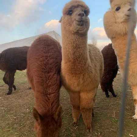 Il Podere Con San Bernardo, Alpaca E Pentola Di Cose Da Scoprire *