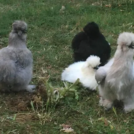 Il Podere Con San Bernardo, Alpaca E Pentola Di Cose Da Scoprire ファームステイ *